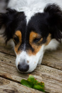 Close-up of dog resting on wooden floor