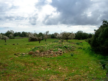 Sheep grazing on field against sky
