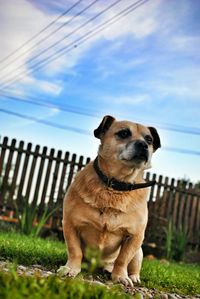 Tilt image of dog looking away while sitting on field against sky