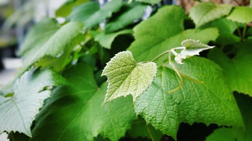 Close-up of green leaves