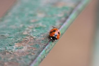 High angle view of ladybug on leaf