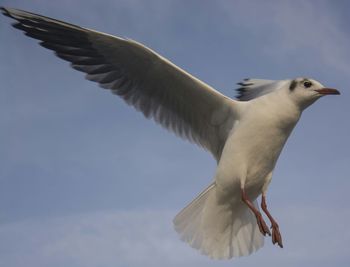 Low angle view of bird flying in sky