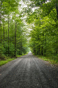 Road passing through forest