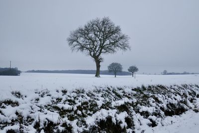 Trees on snow covered field against clear sky