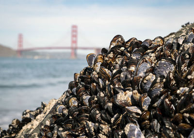 Close-up of shells on beach against sky with golden gate bridge in background