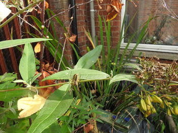 plant
