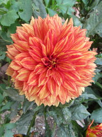 Close-up of red flower blooming outdoors