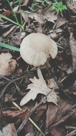 Close-up of mushroom growing on field