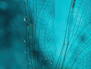 Dragonfly wing with drops of water close-up on a blue background. natural background. macro