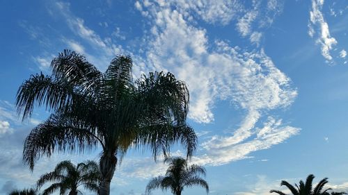 Low angle view of trees against blue sky