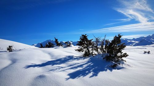 Snow covered land and trees against blue sky