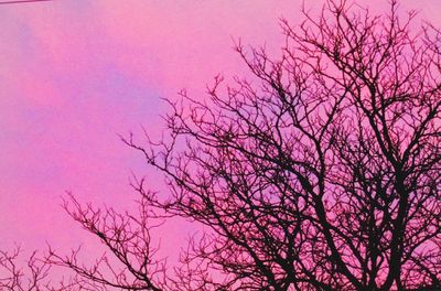Pink tree against sky during sunset