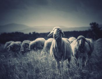 Sheep grazing on grassy field against sky