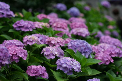 Close-up of flowers blooming outdoors