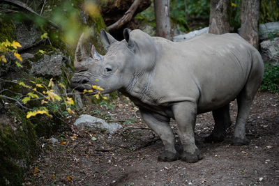 Side view of horse in forest
