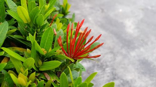 Close-up of red flowering plant