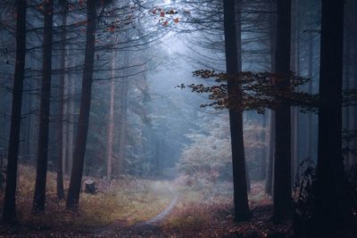 Trees in forest during foggy weather