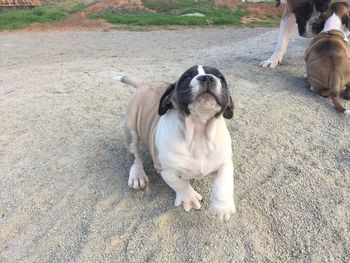 High angle view of dog lying on land