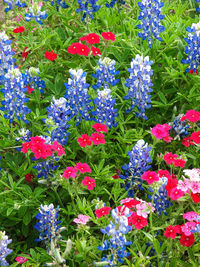 Close-up of flowers blooming in field