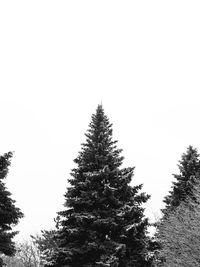 Low angle view of trees against clear sky