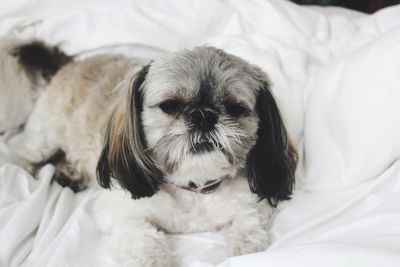 Portrait of dog resting on bed