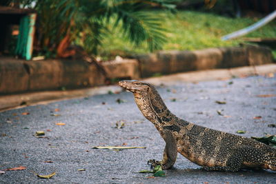 Close-up of lizard on land