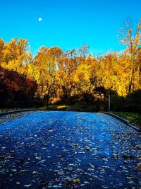 Scenic view of autumn trees