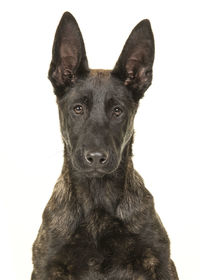 Portrait of dog against white background