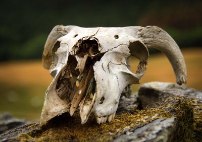 Close-up of animal skull on rock