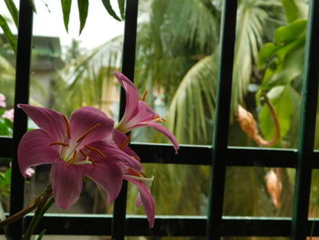 Close-up of pink flowering plant