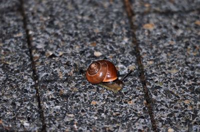 Close-up of snail on dry leaf