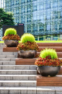 Potted plants against building