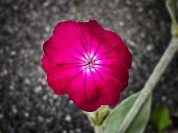 Close-up of pink flower