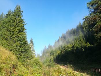 Panoramic shot of trees on landscape against clear sky