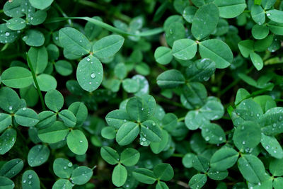 Close-up of raindrops on leaves