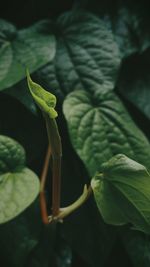 Close-up of green plant