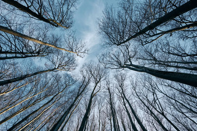 Low angle view of bare trees against sky