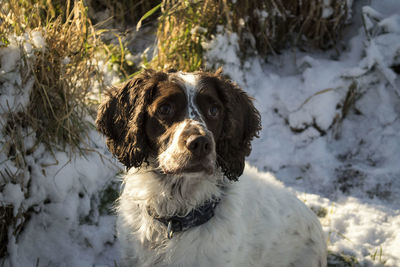 Portrait of dog on snow field