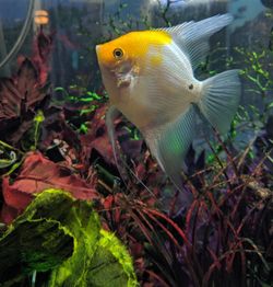 Close-up of fish swimming in sea