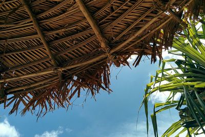 Low angle view of bamboo trees against sky