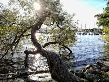 Scenic view of tree against sky