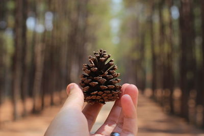 Close-up of hand holding pine cone