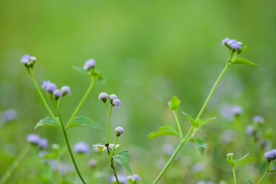 Close-up of flowers blooming outdoors