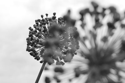 Close-up of dandelion flower against sky