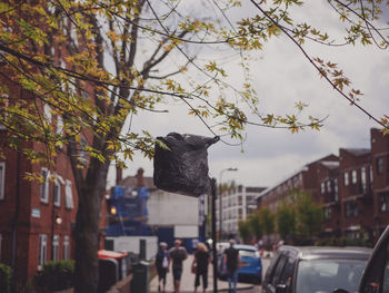 Plastic bag hanging on tree in city