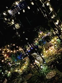 Close-up of illuminated birds in park