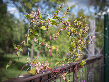 Close-up of fruits growing on tree