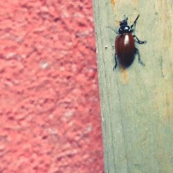 Close-up of ladybug on leaf