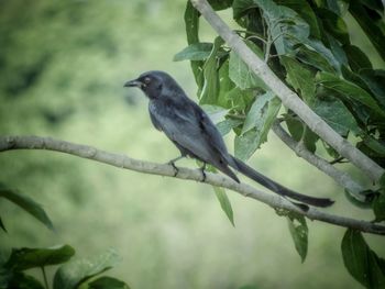 Bird perching on branch