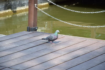 Close-up of bird perching on wood by lake